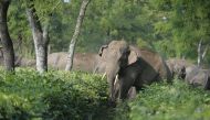 A train has struck and killed five elephants as they crossed over tracks at a tea plantation in northeast India. Photo: AFP / Diptendu Dutta.