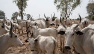 A file picture taken and released on February 22, 2017 shows cattle grazing at a field outside Kaduna.  / AFP / STEFAN HEUNIS 