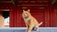 This photo taken on January 22, 2018 shows a cat named 