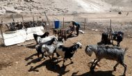 A Palestinian man looks after his animals in the Bedouin village of Khan al-Ahmar in the occupied West Bank July 6, 2018. Reuters/Mohamad Torokman
