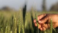 A farmer tends to a wheat farm in the El-Dakahlia governorate, north of Cairo, February 16, 2016. (Reuters / Mohamed Abd El Ghany)