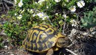 Image of Hermann's tortoises taken from wikipedia.