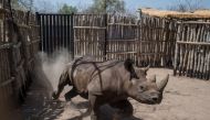 FILE PHOTO: A black rhino running around in a holding pen in Zakouma National Park.  AFP / STEFAN HEUNIS
