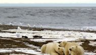 Polar bears are affected by global warming with melting Arctic ice forcing them to spend more time on land where they compete for food. 