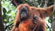 Tapanuli orangutan in North Sumatra (AFP/Sumatran Orangutan Conservation Programme) 