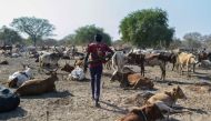 A man carrying a gun walks past cattle at Kirgui village in Udier, on March 9, 2019. AFP/Simon Maina  
