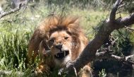 A lion rests in an enclosure on April 10, 2019, at the sanctuary in Jerash, some 50 kilometres north of the Jordanian capital. AFP / Khalil Mazraawi
 