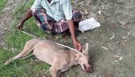 In this handout photo taken on June 9, 2019 and released by the Barguna District Administrator’s Office shows a Bangladeshi man measuring the corpse of an Indian grey wolf, the first to be seen in the region in eight decades, at Taltali town near the Sund