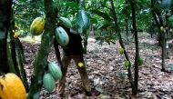 File photo of a cocoa plantation in Toumodi, Ivory Coast used for representation only. REUTERS/Thierry Gouegnon/File Photo