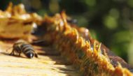 In addition to honey, bees also produce a compound called propolis also known bee glue by mixing saliva and beeswax with exudate gathered from tree buds, sap flows, or other botanical sources. (Abalg/Wikimedia Commons) 