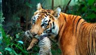 A tigress carries her cub at a zoological park in the northeastern city of Guwahati. (Reuters/Utpal Baruah/File photo)