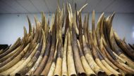 Ivory tusks are displayed after the official start of the destruction of confiscated ivory in Hong Kong, May 15, 2014. Reuters