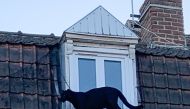 A handout image dated on September 19, 2019, shows a Black Panther walking along the roof guttering of a building in Armentières, northern France early evening on September 18, 2019. AFP/ Ligue Protecteur des Animaux du Nord of France, LPA-NFE/Cristina De