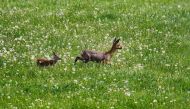 A fawn and its mother stand on a meadow in Breckerfeld, western Germany on, May 13, 2018. AFP/Sascha Schuermann
