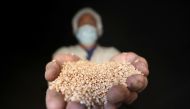 A man holds wheat at the grain silos in Cairo, October 4, 2017. Reuters / Mohamed Abd El Ghany