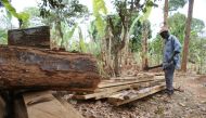 A farmer looks at felled timber on his farm in Ilulua, western Kenya, September 27, 2019. Thomson Reuters Foundation/Kagondu Njagi