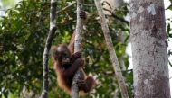  A baby orangutan hangs from a tree at Camp Leakey in Tanjung Puting National Park in Central Kalimantan province, Indonesia, June 15, 2015. Reuters/Darren Whiteside
