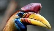 Hornbill 'ivory' is becoming increasingly popular in China, where it is made into ornaments and jewellery (AFP Photo/Ina FASSBENDER)