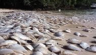 This handout from the Phuket Fisheries Office taken on October 24, 2019, and received on October 26, 2019, shows dead ponyfish on a beach on Koh Naka Yai, east of Phuket. AFP / PHUKET FISHERIES OFFICE 