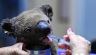 A dehydrated and injured Koala receives treatment at the Port Macquarie Koala Hospital in Port Macquarie on November 2, 2019, after its rescue from a bushfire that has ravaged an area of over 2,000 hectares. AFP / SAEED KHAN