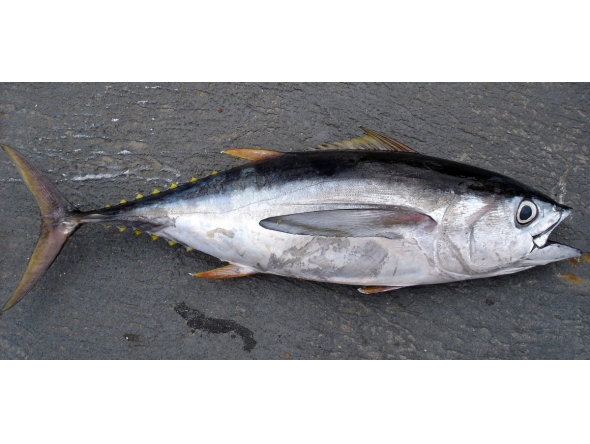 Representational file photo of a tuna fish.