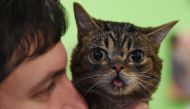  In this file photo taken on June 07, 2015 Internet celebrity cat Lil Bub known for her unique appearance is held by owner Mike Bridavsky at the inaugural CatConLa event in Los Angeles, California./ AFP / Mark RALSTON /