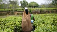 A tea garden worker plucks tea leaves on an estate in Assam India April 21, 2015. Reuters / Ahmad Masoodc