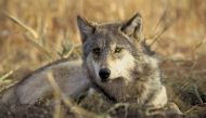 A handout file photo of an endagerered gray wolf from the US Fish and Wildlife Service via Reuters