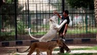 A keeper feeds a white lion at Al Zawra zoo in Baghdad, June 15, 2017. Reuters / Khalid al-Mousily