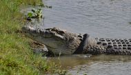 This photo taken on February 2, 2020 shows a crocodile, with a motorbike tyre around its neck, by the riverbanks in Palu, Central Sulawesi province. AFP / Nanang 