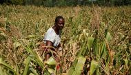 A Villager inspects her failing maize crop in rural Bindura near Harare, Zimbabwe, March 1, 2019. Reuters / Philimon Bulawayo