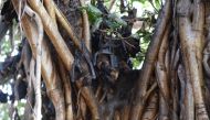 In this file photo taken on April 29, 2018, Indian bats cling onto the branches of a banyan tree on the campus of Gujarat College in Ahmedabad. AFP / Sam Panthaky