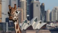 A giraffe is seen in front of the Sydney Opera House at Taronga Zoo Sydney as it re-opens to the public amidst the easing of the coronavirus disease (COVID-19) restrictions following an extended closure in Sydney, Australia, June 1, 2020. REUTERS/Loren El