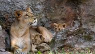 Newborn Asian lion cubs play together next to their mother, in their enclosure at the Bioparco zoo, in Rome, on July 10, 2020. / AFP / Tiziana FABI
