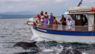 Tourists take pictures during a dolphin watching tour from a boat in the Amvrakikos gulf, in Preveza,northwestern Greece, on August 6, 2020. / AFP / Angelos Tzortzinis