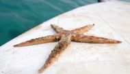 A dead starfish is seen following leaked oil from the bulk carrier ship MV Wakashio, belonging to a Japanese company but Panamanian-flagged, which ran aground on a reef, at the Riviere des Creoles, on the Mahebourg waterfront, Mauritius, August 10, 2020. 
