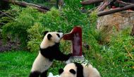 Panda cubs Pit and Paule inspect an ice cake they got for their first birthday in their enclosure at the Zoologischer Garten zoo in Berlin on August 31, 2020. / AFP / Tobias SCHWARZ