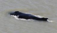 This undated handout photo received on September 12, 2020, from Dr. Carol Palmer at Australia's Northern Territory Government shows a humpback whale swimming in the East Alligator River in the Kakadu National Park in Australia's Northern Territory. AFP PH