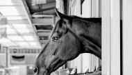 Photo source: Fédération Equestre Internationale