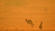 A kangaroo jumps in a field amidst smoke from a bushfire in Snowy Valley on the outskirts of Cooma on January 4, 2020. AFP / SAEED KHAN
