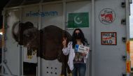 US pop singer Cher poses in front of the crate containing Kaavan the Asian elephant Kaavan upon his arrival in Cambodia from Pakistan at Siem Reap International Airport in Siem Reap on November 30, 2020. / AFP / TANG CHHIN Sothy
