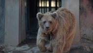 A Himalayan brown bear named 'Bubloo' is seen inside its enclosure prior to transport it to a sanctuary in Jordan, at the Marghazar Zoo in Islamabad on December 16, 2020.  AFP / Farooq NAEEM
