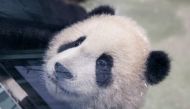 The picture shows six-month-old giant panda cub Yuan Bao during a media preview at Taipei Zoo in Taipei on December 28, 2020. / AFP / HSU Tsun-hsu