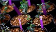 Seedlings of cork oak are seen in the laboratory of agroforestry department at Imidra, Madrid's rural, agroforestry and alimentation investigation institute, in Alcala de Henares, Spain, February 10, 2021. Picture taken February 10, 2021. REUTERS/Juan Med
