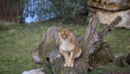 The lioness Dana, that have been tested positive for COVID-19, is seen at Pairi Daiza zoo park in Brugelette, Belgium, in this undated handout photo released on December 15, 2021. Pairi Daiza/Handout via REUTERS