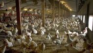 Free range chickens are kept indoors in a free range poultry farm in Ruurlo, the Netherlands, August 23, 2005. REUTERS/Michael Kooren

