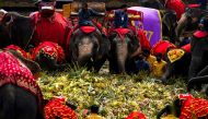 Elephants enjoy a 