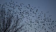 A flock of blackbirds search for trees to perch on in the town on Hopkinsville, Kentucky February 16, 2013. REUTERS/Harrison McClary/File Photo