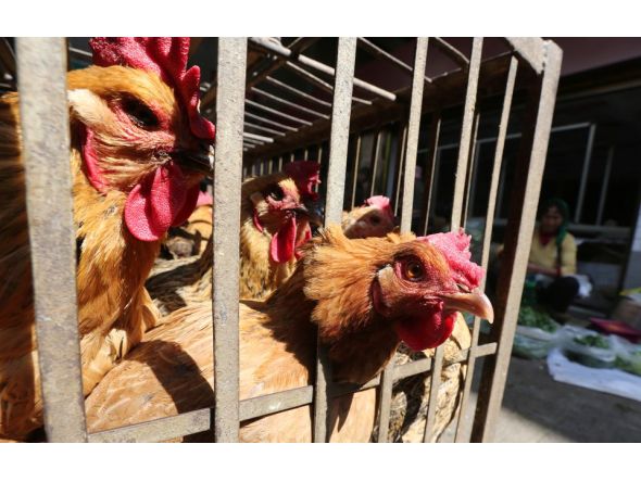 Image representation