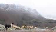Llamas walk near the Charquini glacier, as scientists and climbers battle over the future of the controversial lure for tourists, outside of El Alto, Bolivia April 8, 2022. Reuters/Claudia Morales